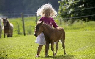 Cel mai mic cal din lume e cât un câine: Te topeşti de dragul lui!