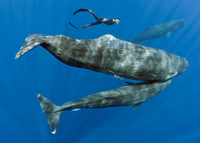 balenele de slăbit