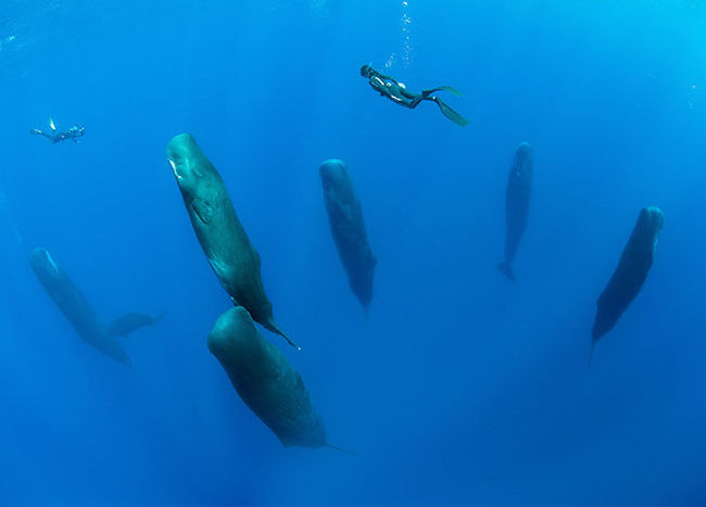 balenele de slăbit)
