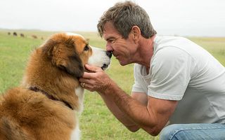 10 câini adorabili care au jucat în filme