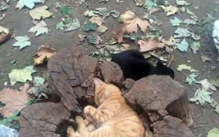 Pisicile îşi găsesc culcuş oriunde. 20 de fotografii amuzante cu pisici înghesuite în spaţii mici