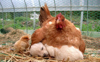 20 de fotografii care demonstrează că găinile sunt cele mai bune mame din lumea animalelor