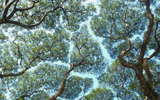 Un fenomen bizar: Misterul copacilor care nu suportă să se atingă