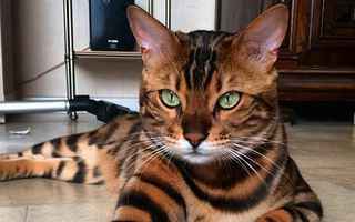 Tigrișorul de casă: Thor, pisica bengaleză care face senzație pe Instagram