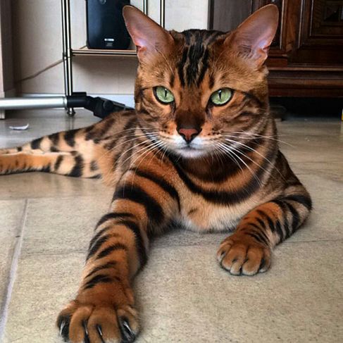Tigrișorul De Casă Thor Pisica Bengaleză Care Face Senzație Pe