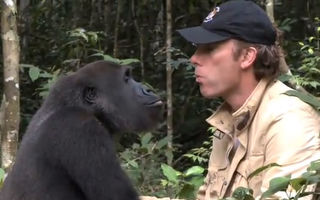Video. A crescut o gorilă și a eliberat-o. După 5 ani, s-au întâlnit în sălbăticie
