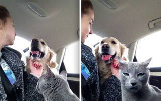 Și-au dorit ca pisicile și câinii să trăiască fericiți împreună. 30 de imagini amuzante