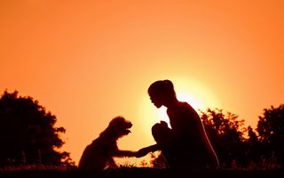 Ce vor câinii de la noi: Cum „traduci“ gesturile şi acţiunile lor