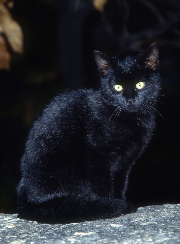 Bear Third Misuse Ceasul bun, pisica neagră: Mâţa ciudată de care se feresc toţi şi-a găsit  stăpân - Divertisment - Pagina 1 - Eva.ro