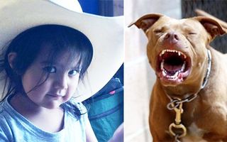 Cei mai buni prieteni: Doi câini au apărat o fetiţă de un şarpe