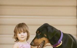 Când câinii sunt supereroi: Un doberman a trântit o fetiţă, dar i-a salvat viaţa