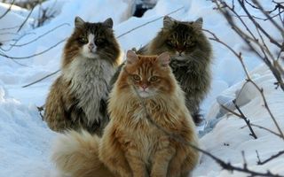 Mâţele vikingilor: Pisicile norvegiene de pădure nu tremură de frig