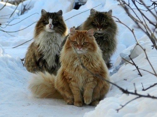 pisici norvegiene elvețiene anti-îmbătrânire crema anti-imbatranire buna de menaj
