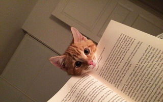 Pisicile educate: 23 de dovezi care arată că le place cartea