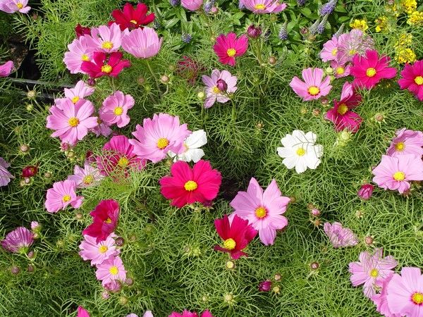 10 Flori De Grădină Pentru Incepători Sunt Frumoase și Rezistente