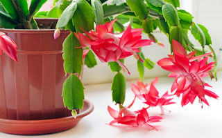 9 plante care purifică aerul din casă
