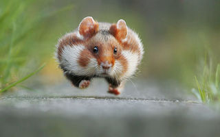 Cum arată un hamster sălbatic: Nu există ceva mai drăguţ!