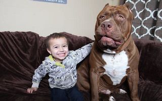 Hulk, pitbull-ul uriaș de 80 de kilograme și cel mai bun prieten al său, un băiețel de 3 ani