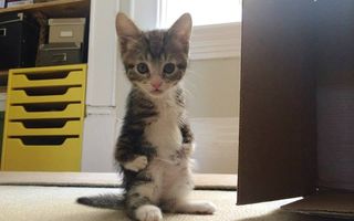 Pisicuţa care se comportă ca un cangur: De ce stă în două lăbuţe