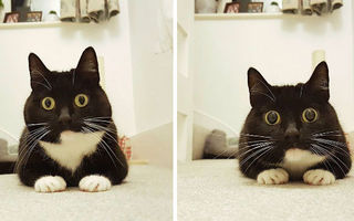 Zelda, cea mai curioasă pisică. Ochii ei au transformat-o într-un star pe Internet