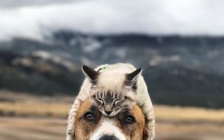 Sunt inseparabili și călătoresc împreună. Cum arată în imagini prietenia dintre un câine și o pisică?