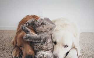 Adevărul despre câini şi pisici: Dovada că sunt cei mai buni prieteni!