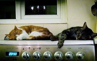 Pisicile se încălzesc oriunde se poate: În maşina de spălat şi pe aragaz!