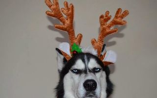 Un Husky care „urăşte“ Crăciunul: Mutra lui spune tot!