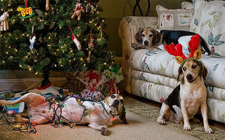 50 de câini şi pisici care au distrus Crăciunul. Imagini amuzante!