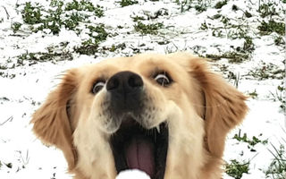 20 de animale amuzante care văd pentru prima dată zăpadă