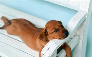 Frumoşii adormiţi care nu mai latră: Cele mai amuzante imagini cu câini răpuşi de somn