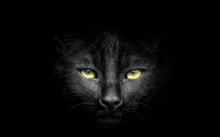 Misterioasele pisici negre. 20 de imagini superbe