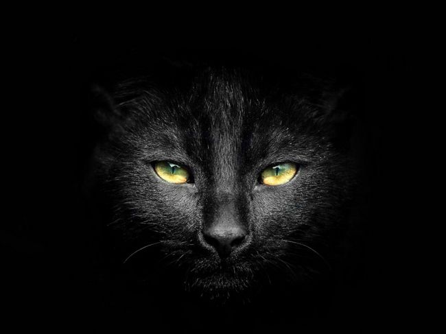 Misterioasele Pisici Negre 20 De Imagini Superbe Divertisment