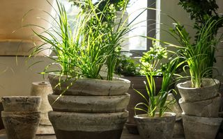Pot purifica aerul plantele din casă?
