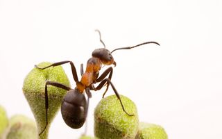 Mai avem de învăţat: Cum se ajută furnicile în caz de inundaţie - VIDEO