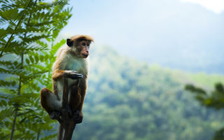 Oamenii de știință au clonat maimuțe pentru prima dată
