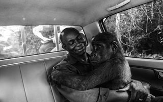 Gorila care îşi îmbrăţişează salvatorul, o imagine memorabilă cu o poveste emoţionantă