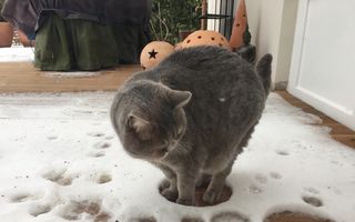 Pisicile urăsc zăpada! 30 de imagini amuzante care o demonstrează