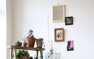 Cum să-ți decorezi casa folosind plantele de interior. 30 de idei