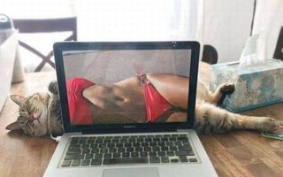 Se fac de râs, dar nu le pasă! 30 de imagini amuzante cu pisici