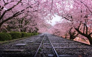 Invazie roz în Japonia: Au înflorit cireşii!