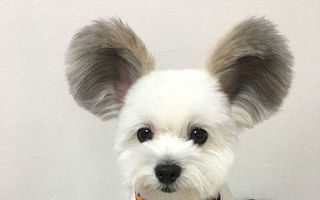 Căţelul cu urechi de Mickey Mouse, noua senzaţie pe Instagram: Vogue l-a făcut vedetă