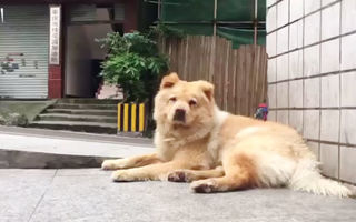 Când animalele ne dau lecţii: Povestea unui câine care îşi aşteaptă în fiecare zi stăpânul în staţia de metrou