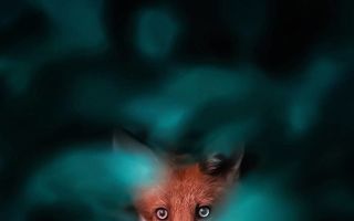 Ţinutul vulpilor: 37 de imagini care te vor face să îndrăgeşti aceste animale