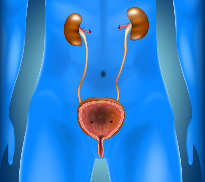 simptomele vezicii urinare examen de prostata en vivo