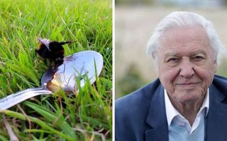 Cum poţi să salvezi lumea cu o linguriţă de zahăr şi puţină apă: Sfatul celebrului cercetător David Attenborough