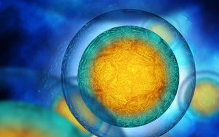 Au apărut primele ovule umane crescute în laborator