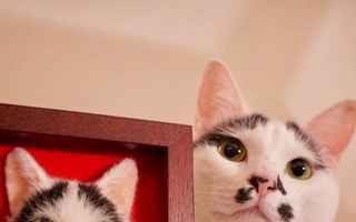 Artista japoneză care a uimit Internetul cu portretele de pisici 3D