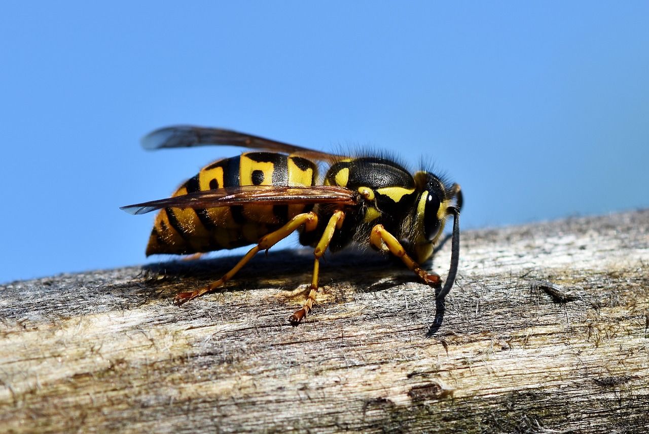 Cum să scapi de viespile din curte. 6 metode eficiente