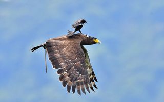 Taximetristul cu aripi: O pasăre călătorește pe spatele unui vultur